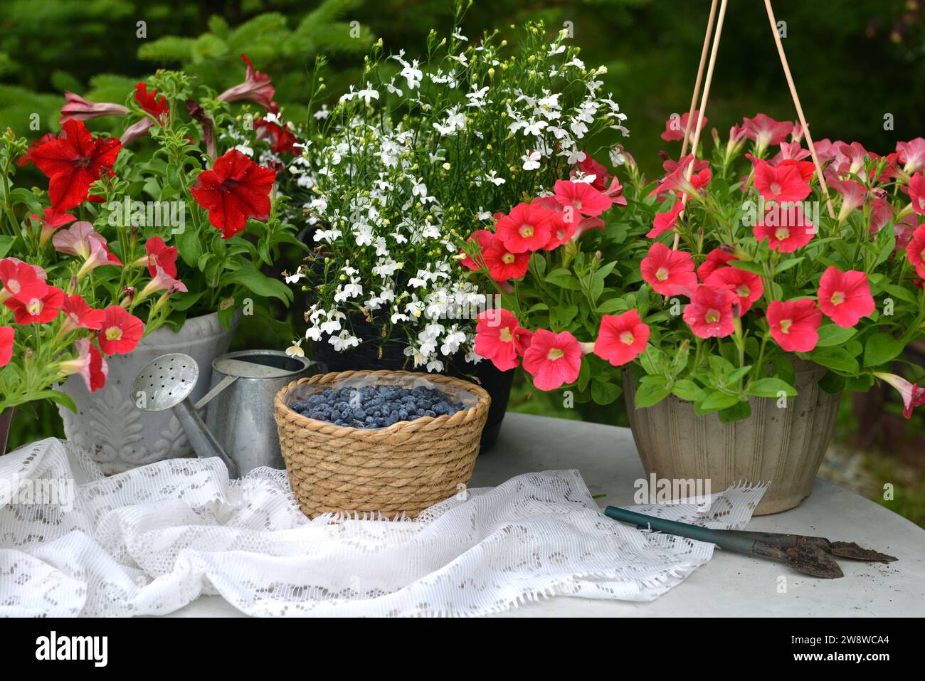 Wunderschönes Stillleben mit Petunienblüten und blauen Beeren im Garten. Romantische Grußkarte für Geburtstag, Valentinstag, Muttertagskonzept. Sommer c Stockfoto