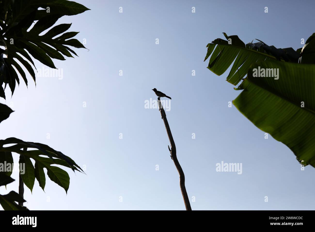 Ein afrikanischer Vogel auf einem Baum mit Palmenblättern in Freetown, Sierra Leone, Afrika. Stockfoto