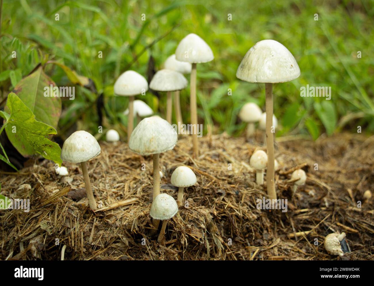 Dung Roundhead ist ein häufiger Pilz, der auf dem Tropfen von Pflanzenfressern vorkommt. Sie treten schnell auf und entwickeln sich bald und setzen ihre Sporen frei. Stockfoto