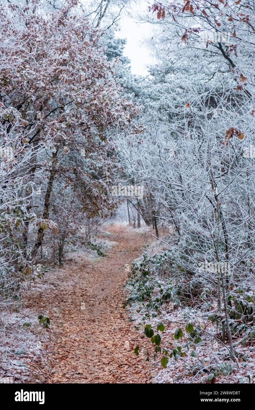 Dieses Bild zeigt einen ruhigen, schneebedeckten Pfad, der sich durch einen Laubwald schlängelt. Ein sanfter Frost klebt an den Ästen und Blättern und hebt die komplizierten Details der Bäume und des Unterholzes hervor. Die gedämpften Farben deuten auf die ruhige Kälte eines Wintertages hin, während der erdbraune Pfad einen warmen Kontrast zum eisigen Blau und weiß der frostigen Vegetation bildet. Der bewölkte Himmel deutet auf das Potenzial für mehr Schnee hin und verstärkt die Einsamkeit und Stille der Szene. Winter's Whisper in the Woods. Hochwertige Fotos Stockfoto