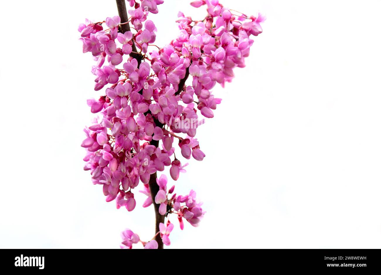 Nahaufnahme der purpurnen Blüten eines judas-Baumes, der in Zweigen auf weißem Hintergrund blüht Stockfoto