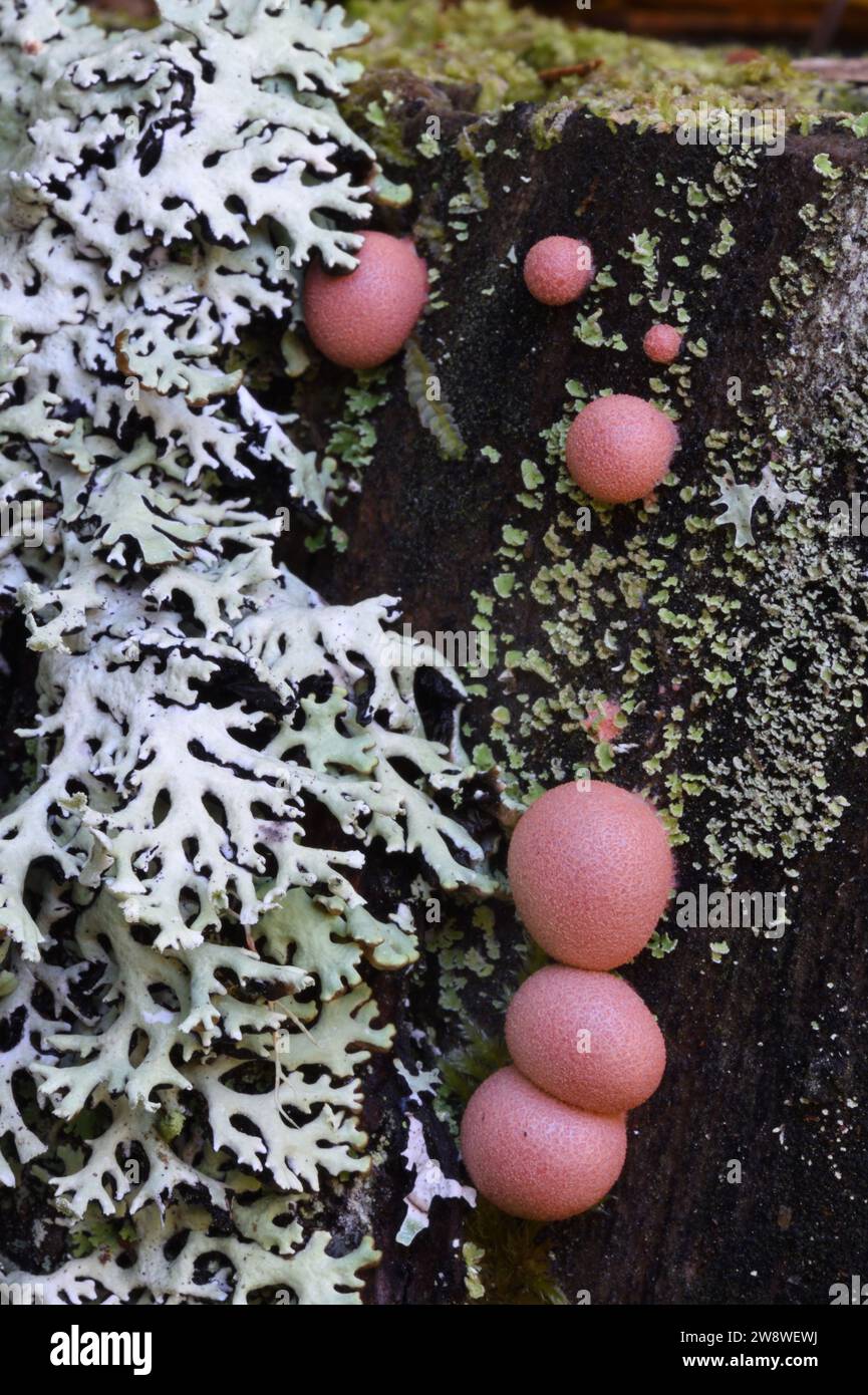 Oakmoss Flechten, Evernia prunastri und Pink Lycogala Epidendrum Slime Mold oder Slime Mould, bekannt als Wolf's Milk oder Groening's Slime Stockfoto