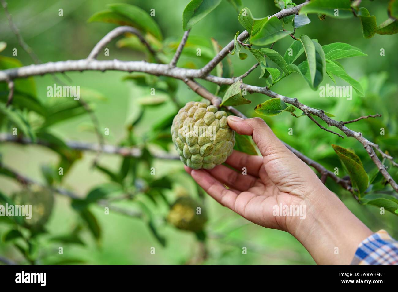 Zugeschnittener, handgeernteter Pudding-Apfel auf Baumzweig Stockfoto