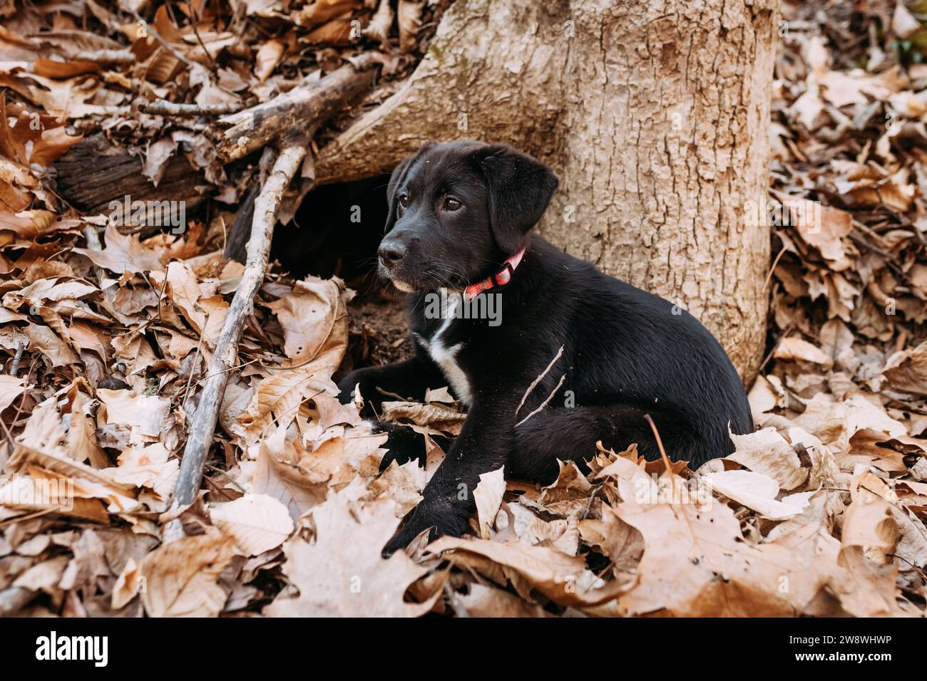 Black labrador Mix Welpen sitzen im Wald Stockfoto