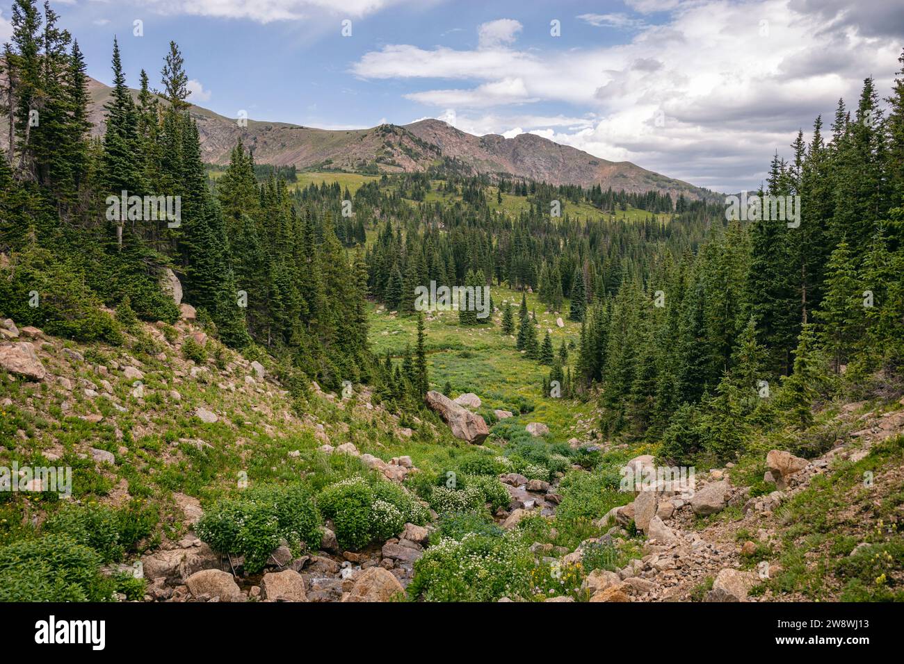 Waldlandschaft in der James Peak Wilderness, Colorado Stockfoto