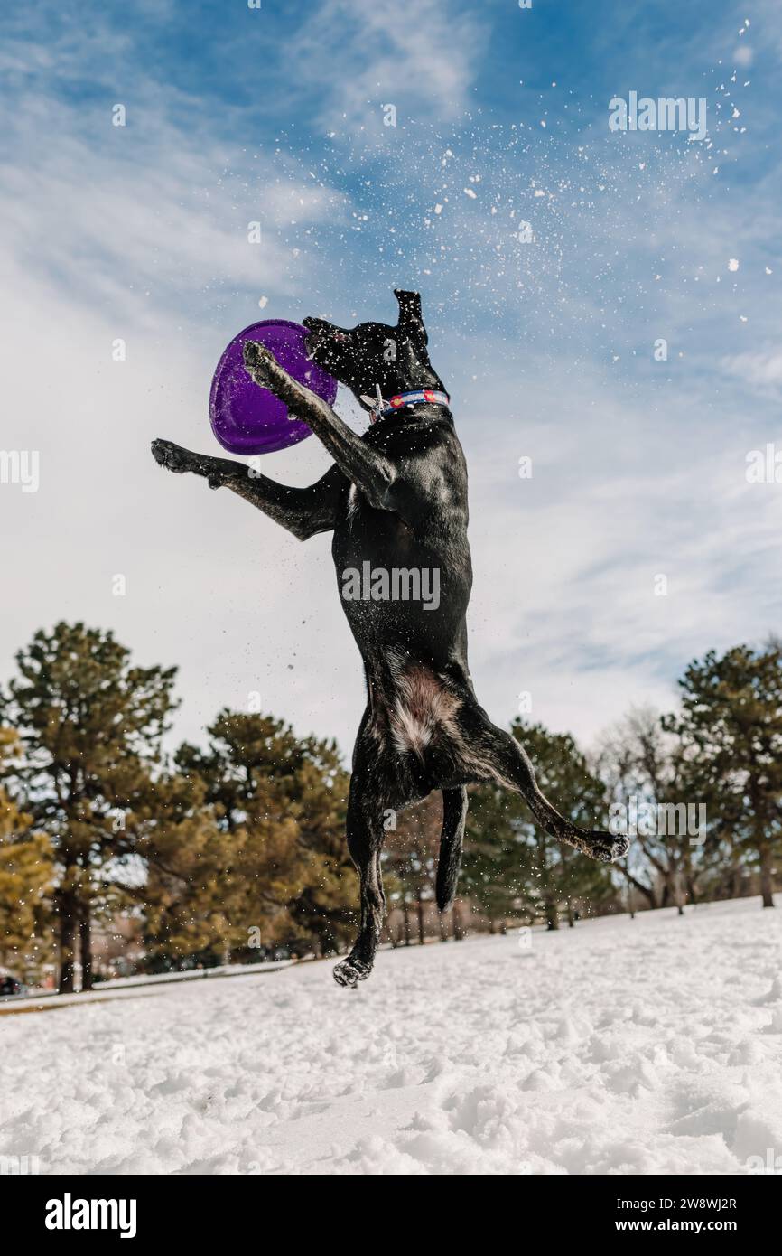 Ein Schwarzer Laborettungsbulle gemischter Rettungshund, der Frisbee im Schnee spielt Stockfoto