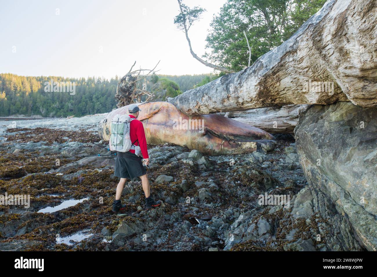 Der Wanderer nähert sich dem toten Wal, der am Strand angespült wird. Stockfoto