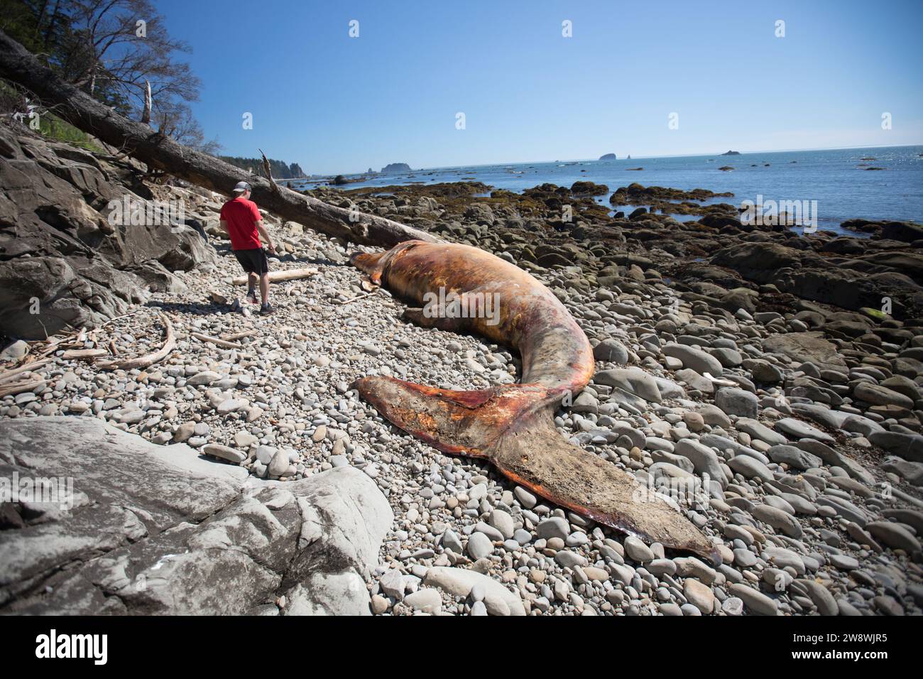 Man findet tot, während man am Strand im Olympic National Park spaziert Stockfoto