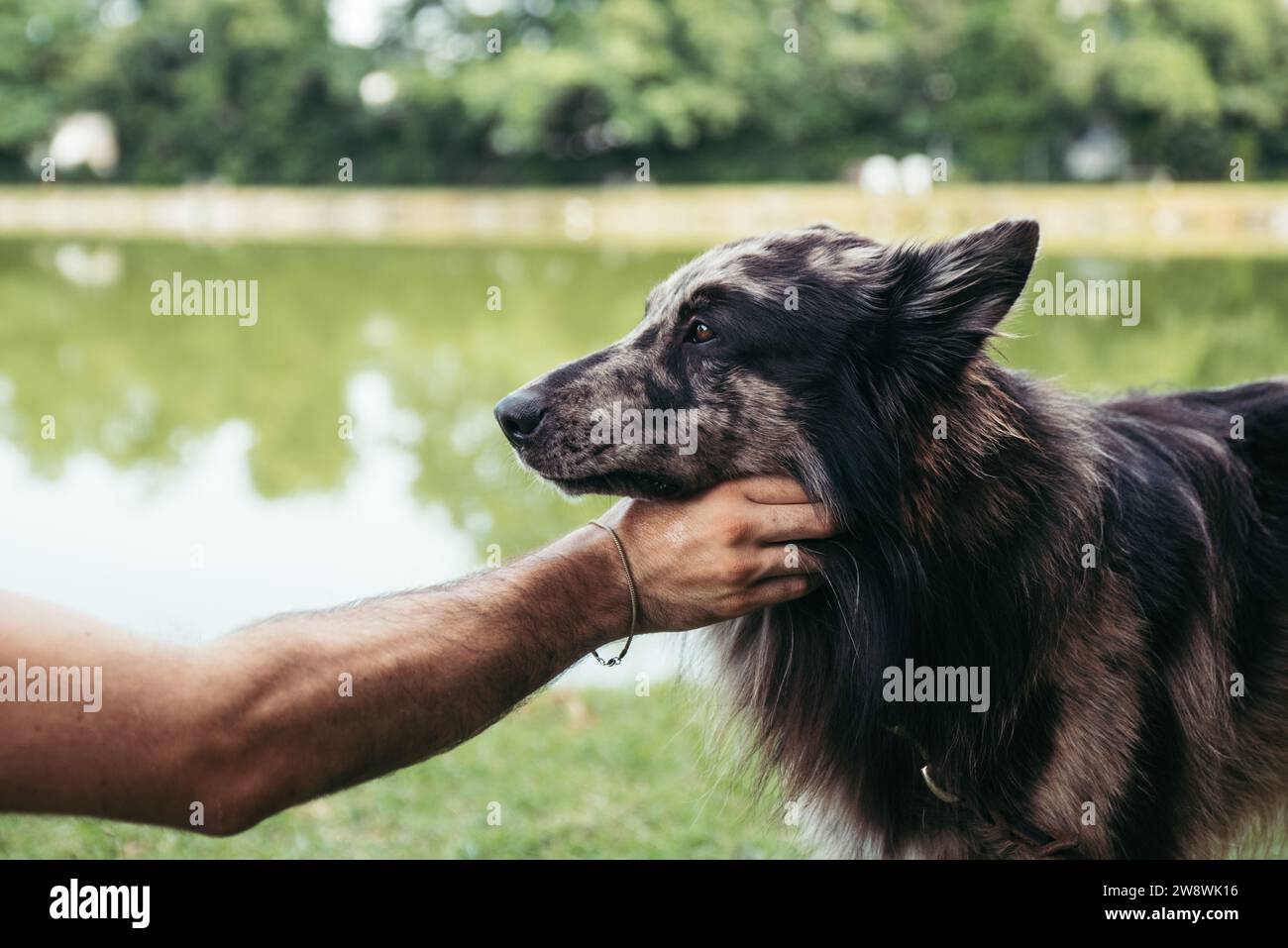 Die Hand des Mannes streichelt einen Hirtenhund in der Natur Stockfoto