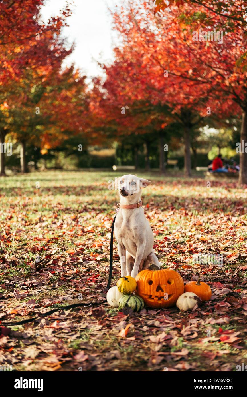 Hund posiert mit Halloween Kürbis im Herbst in einem Park Stockfoto