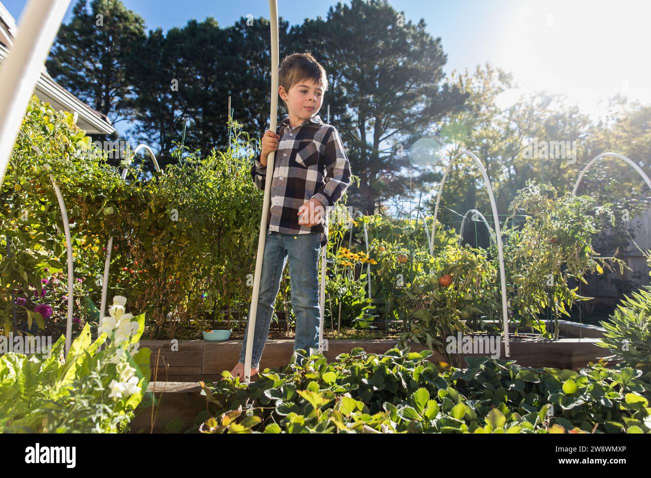 Junge, der auf seinen Garten im Garten blickt, mit strahlender Sonne Stockfoto