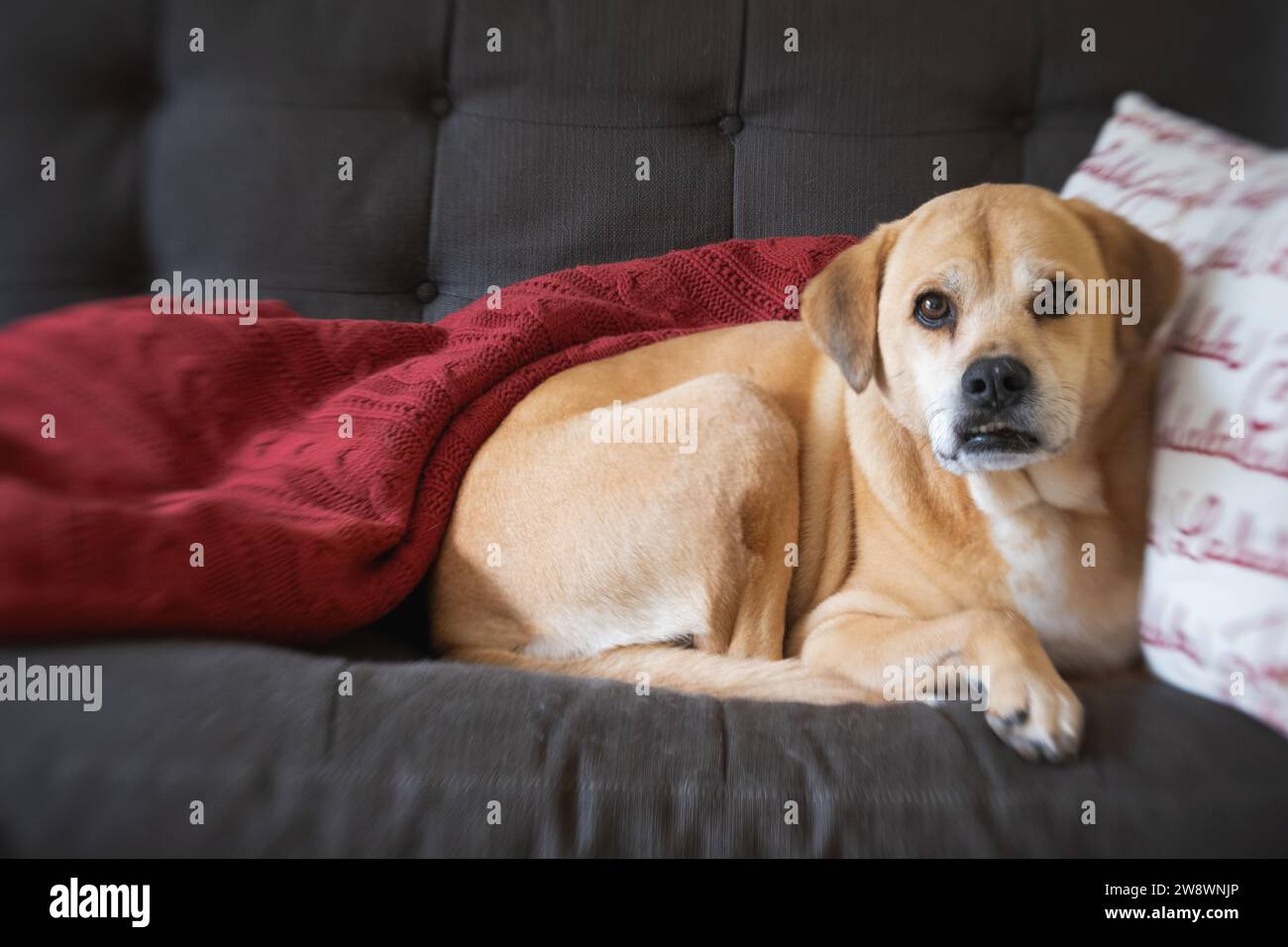 Hund liegt auf grauem Sofa. Stockfoto