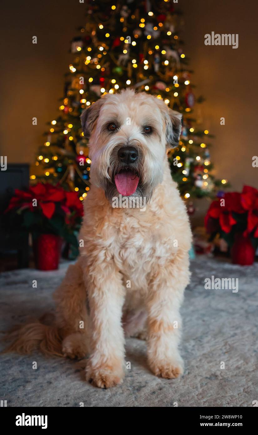 Niedlicher flauschiger Hund, der vor dem weihnachtsbaum sitzt. Stockfoto