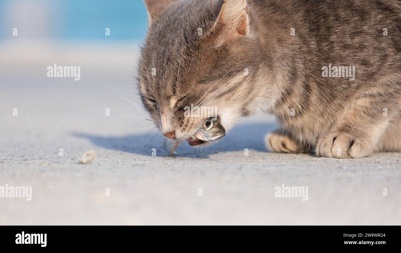 Graue Katze isst einen Fisch auf dem Boden. Fischschwanz im Katzenmund. Selektiver Fokus. Offener Bereich. Stockfoto