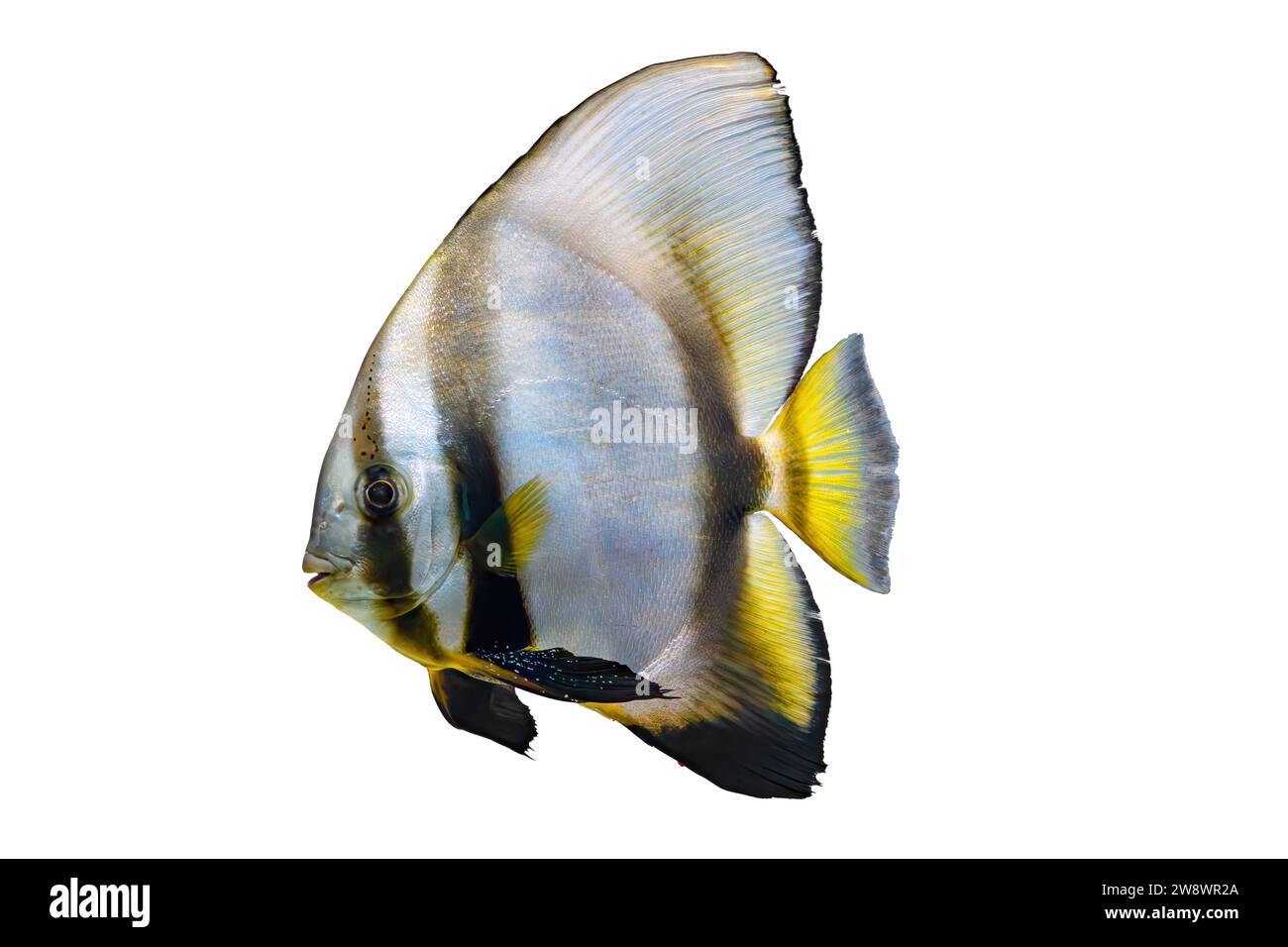 Schöner heller Fisch Platax teira, Langflossenfledermausfisch isoliert auf weißem Hintergrund. Tropische Aquarienfische, Haustier, Wasserorganismen, Unterwassertiere Stockfoto