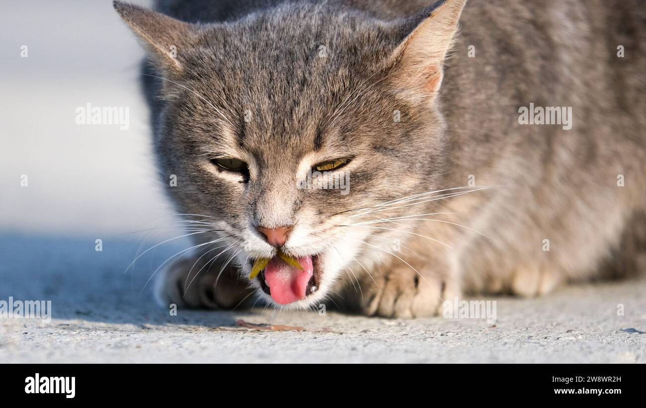 Graue Katze isst einen Fisch auf dem Boden. Fischschwanz im Katzenmund. Selektiver Fokus. Offener Bereich. Stockfoto