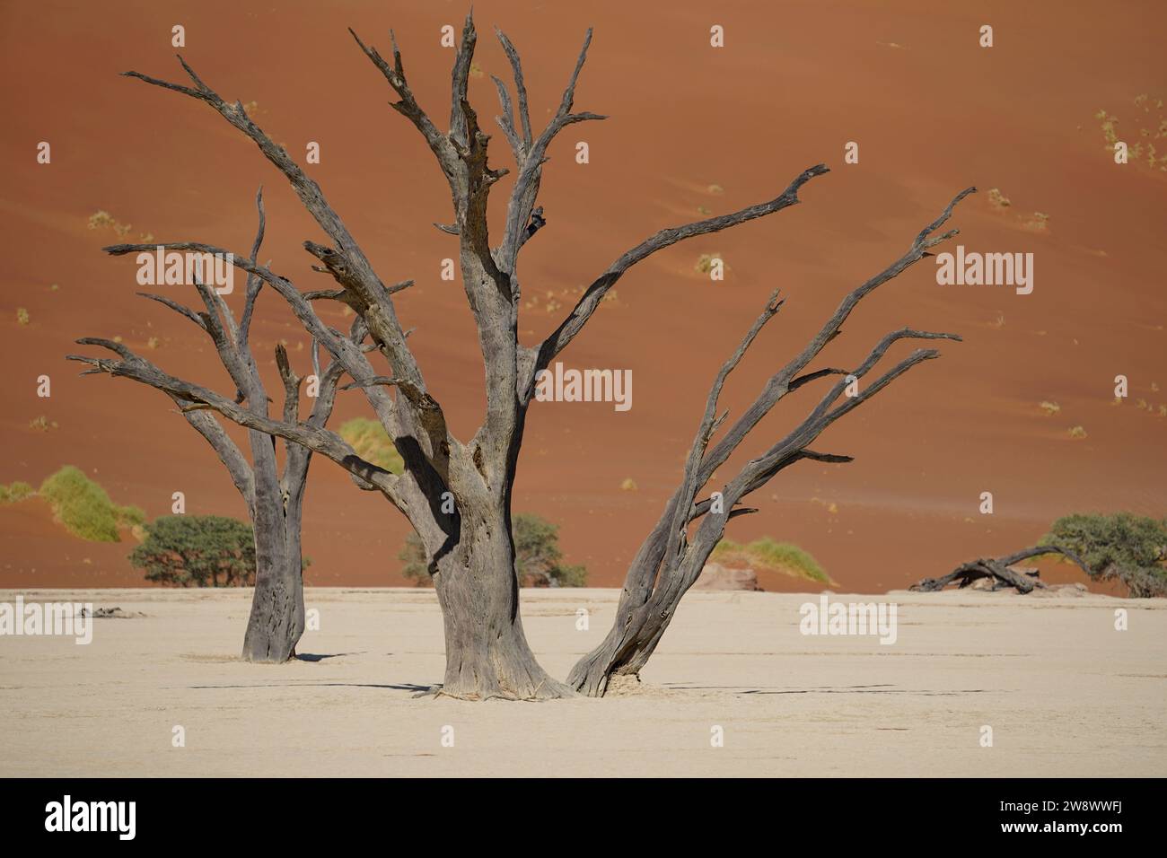 Tote Bäume, orange Dünen und blauer Himmel, Sossusvlei, Namibia Stockfoto