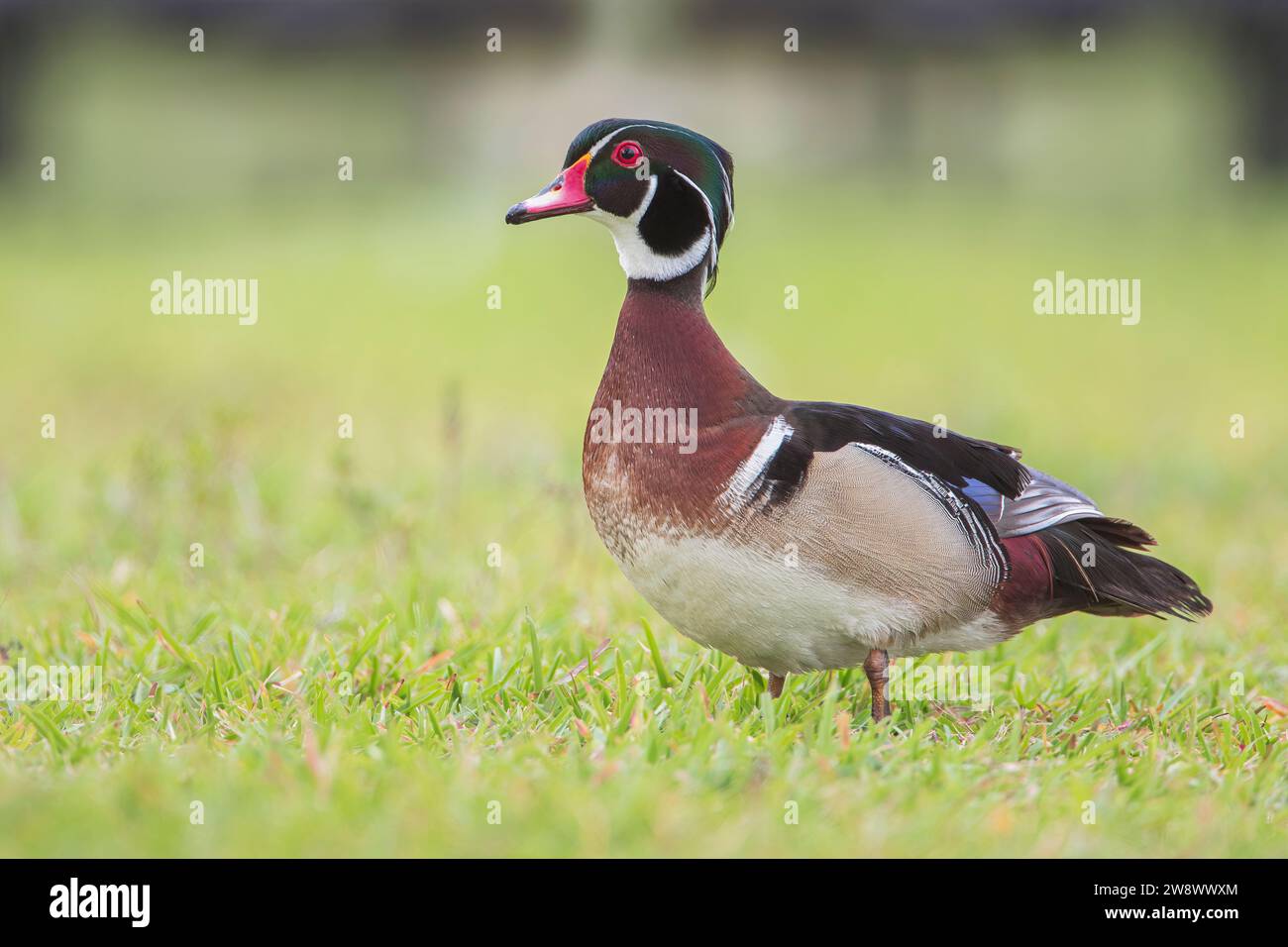Männliche amerikanische Holzente (Aix sponsa) an Land, Lake Morton, Florida, USA Stockfoto