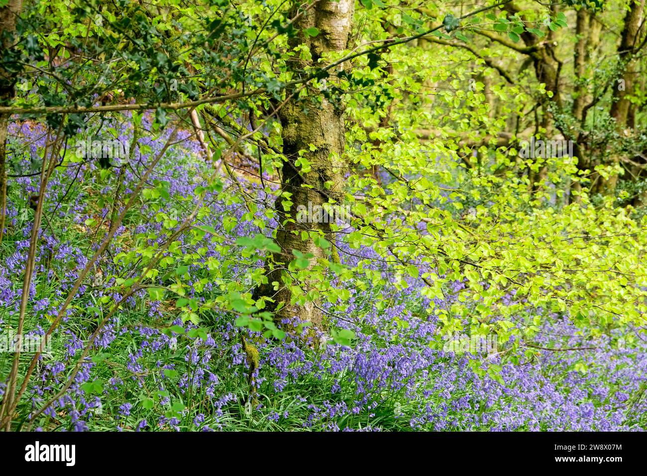 Frische grüne Blätter in Buchenwäldern und Blauglocken, die in walisischer Landschaft am Hang in Carmarthenshire Wales Großbritannien Großbritannien wachsen KATHY DEWITT Stockfoto