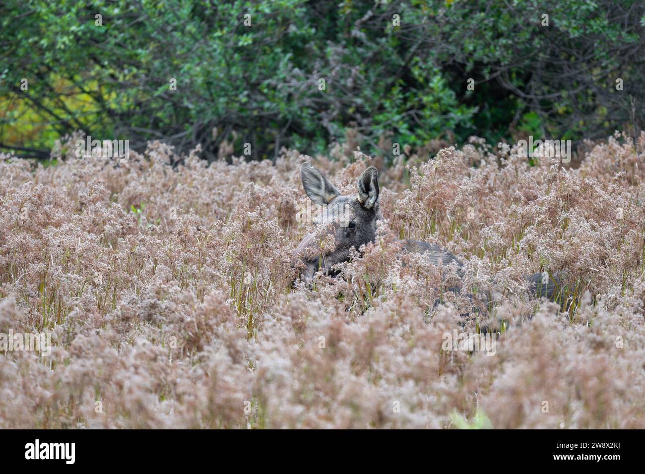 Elch (Alces alces) im Schilfgras Stockfoto