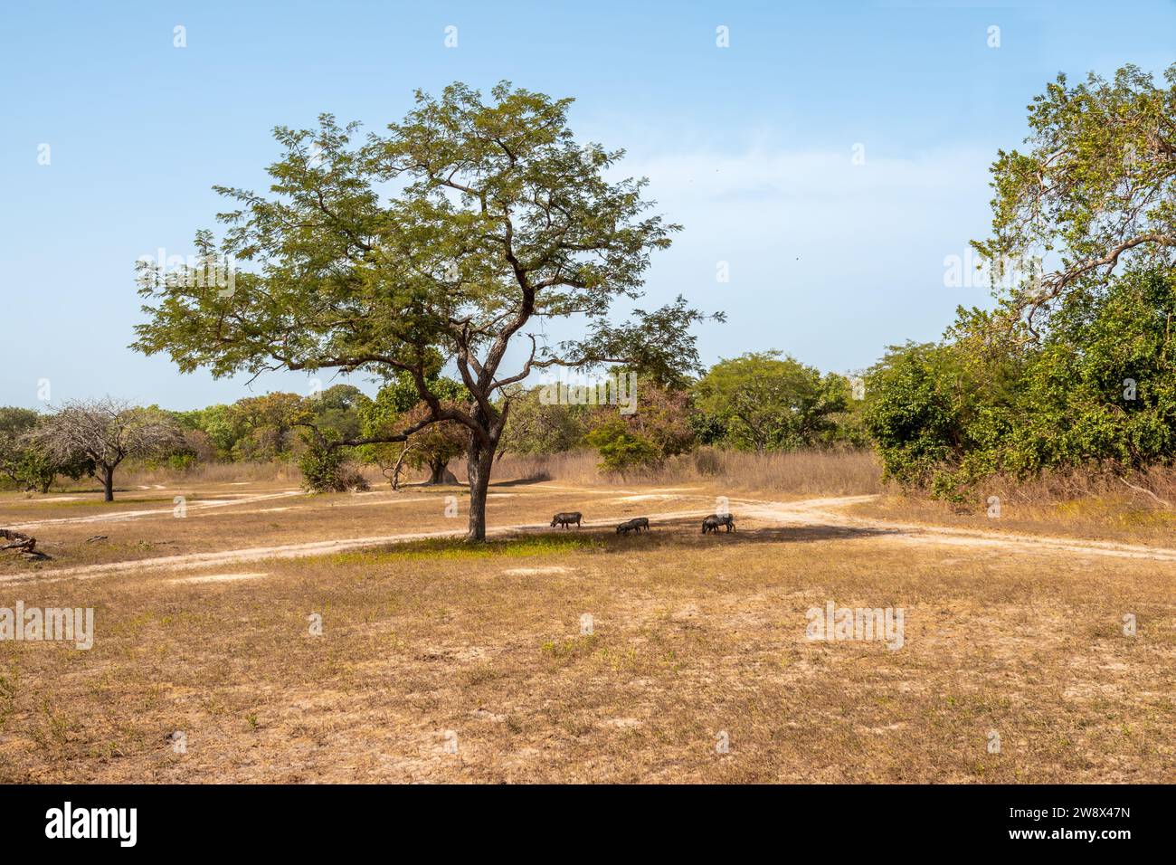 Typisch afrikanische savana mit wildem Wildschwein Stockfoto