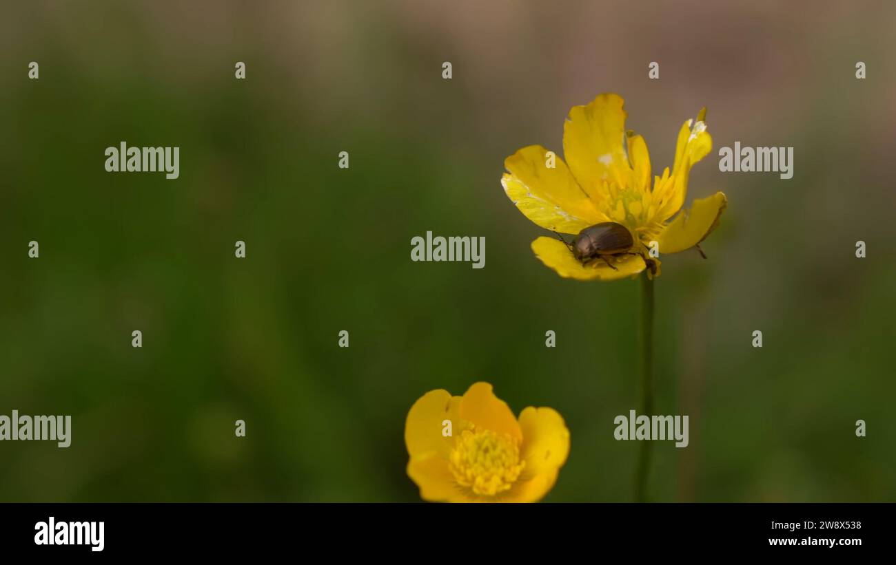 Ein fesselndes Bild mit einer leuchtend gelben Blume, die mit einem Käfer verziert ist Stockfoto