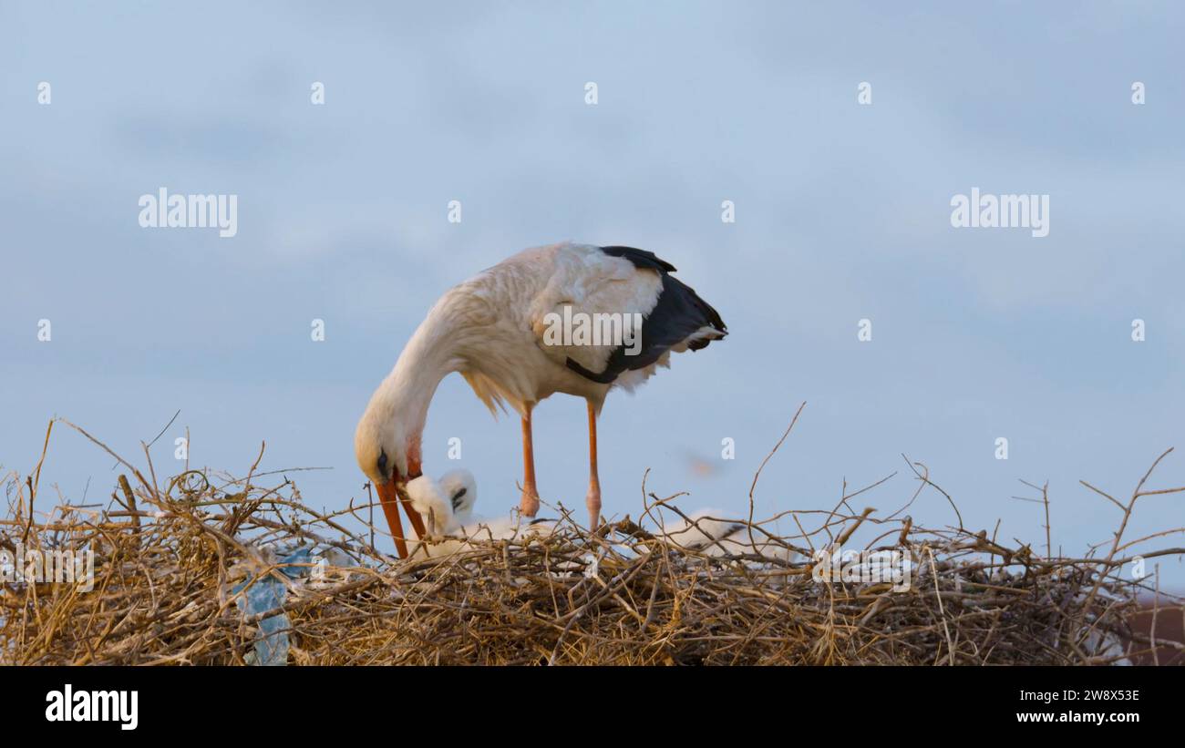 Pflege Kraneltern, Nestlingspflege, Tiererziehung, Kranenfamilie, Vogelpflege, Vogelbeobachtung, natürliche Pflege, Kraniche, Eltern Stockfoto