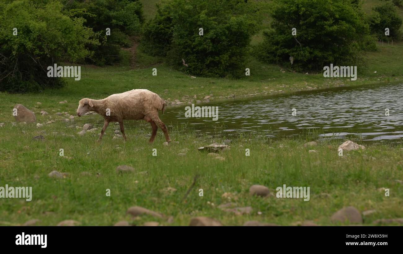 Schafe, die friedlich am Ufer eines unberührten Süßwassersees weiden Stockfoto