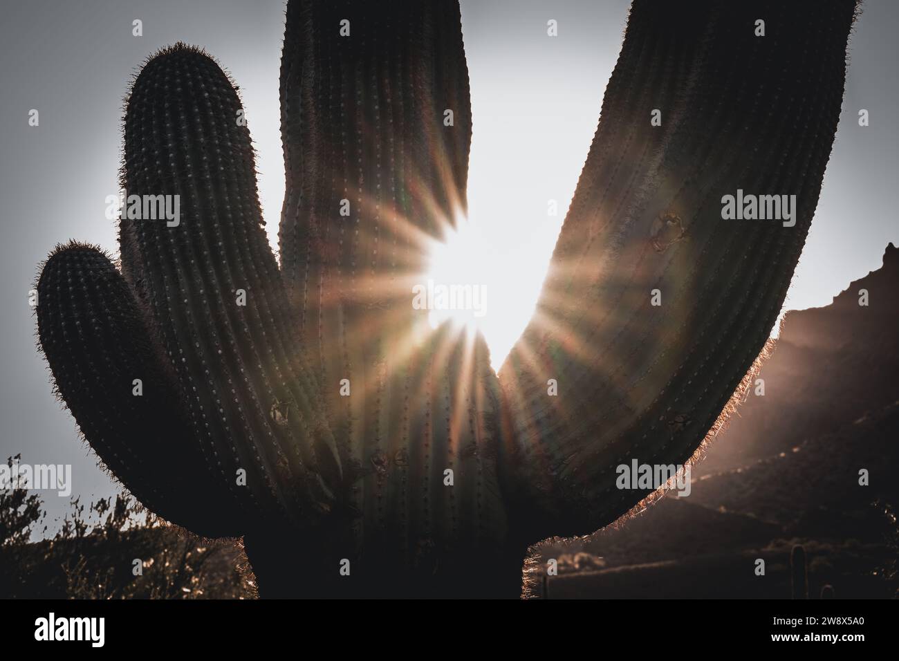 Wüstenlandschaft Sonnenaufgang Saguaro Kakteen Kakteen Teddybär Cholla im Lost Dutchman Park Phoenix Arizona Cylindropuntia bigelovii - Carnegiea gigantea Stockfoto