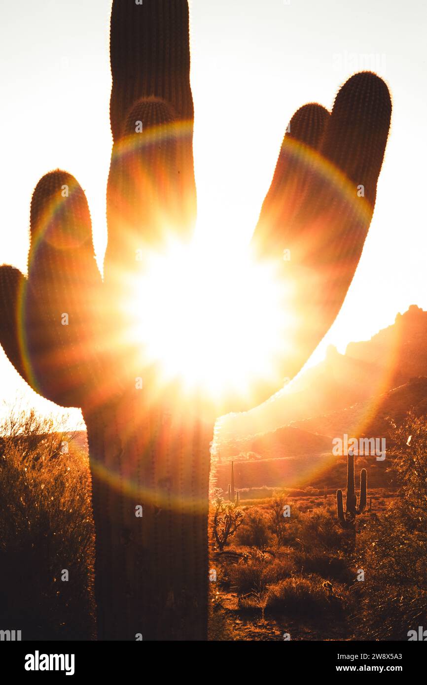 Wüstenlandschaft Sonnenaufgang Saguaro Kakteen Kakteen Teddybär Cholla im Lost Dutchman Park Phoenix Arizona Cylindropuntia bigelovii - Carnegiea gigantea Stockfoto