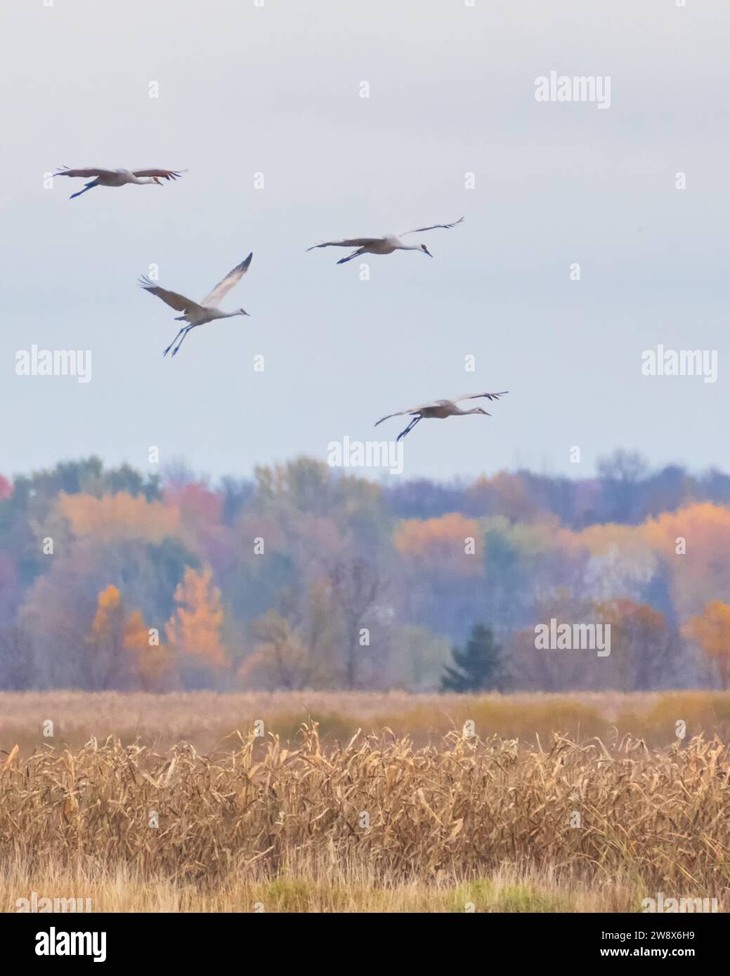 Sandhill Cranes gleiten im Herbst über ein Maisfeld Stockfoto