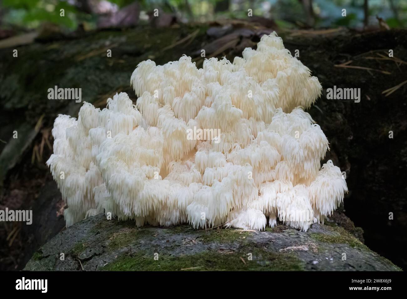 Großer weißer Bärenkopf-Zahnpilz, der auf gefallenen toten Bäumen im Wald wächst Stockfoto