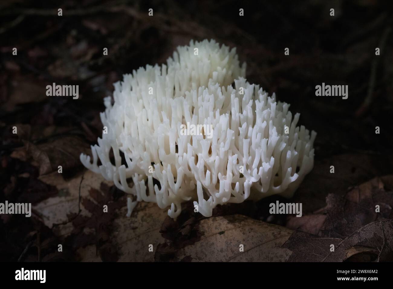 Nahaufnahme des weißen Korallenpilzes auf dunkelbraunem Waldboden Stockfoto