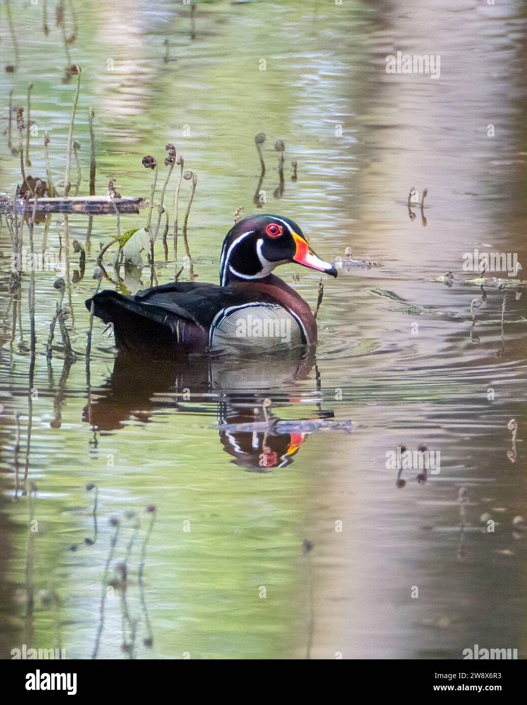 Männliche Holzente schwimmt im Frühling im überfluteten Waldgebiet Stockfoto