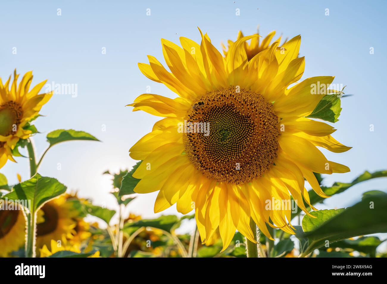 Sonnenblumen wachsen auf einem großen Feld. Wunderschöner Panoramablick auf ein Sonnenblumenfeld mit einem echten Glanz des Sonnenuntergangs im Sommer. Stockfoto