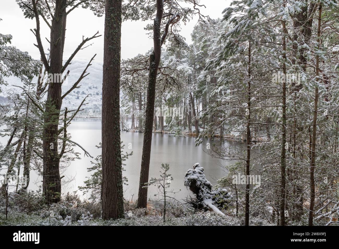 Winterbäume um einen gefrorenen Loch Mallachie. Highlands, Schottland Stockfoto