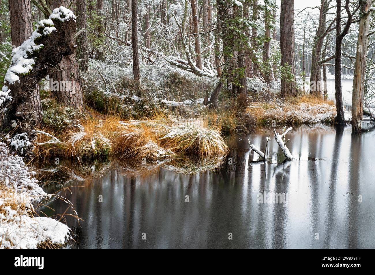 Kiefern und Gras entlang des Wassers liegen im Schnee. Loch Mallachie, Highlands, Schottland Stockfoto