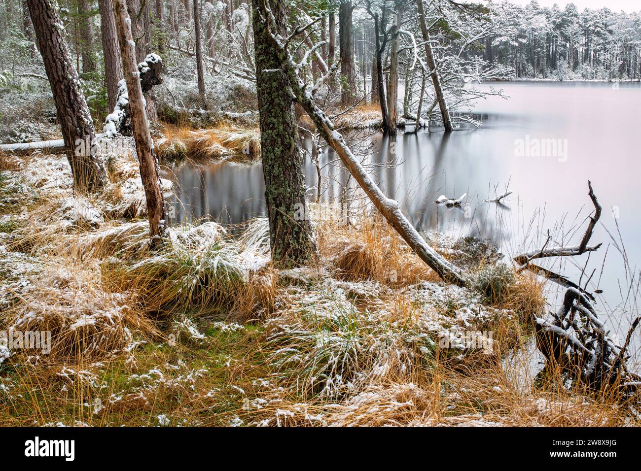 Kiefern und Gras entlang des Wassers liegen im Schnee. Loch Mallachie, Highlands, Schottland Stockfoto