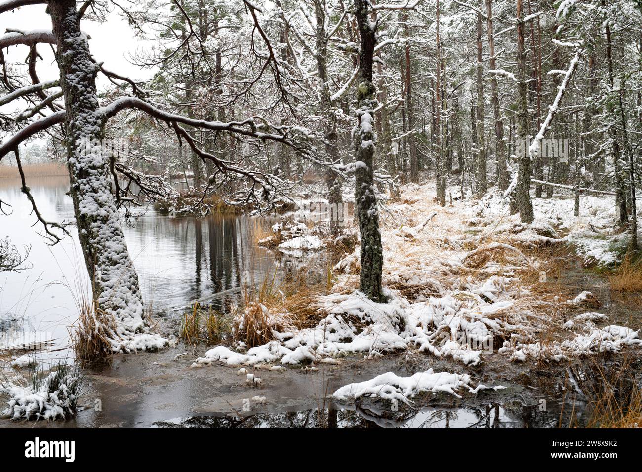 Kiefern und Gras entlang des Wassers liegen im Schnee. Loch Mallachie, Highlands, Schottland Stockfoto