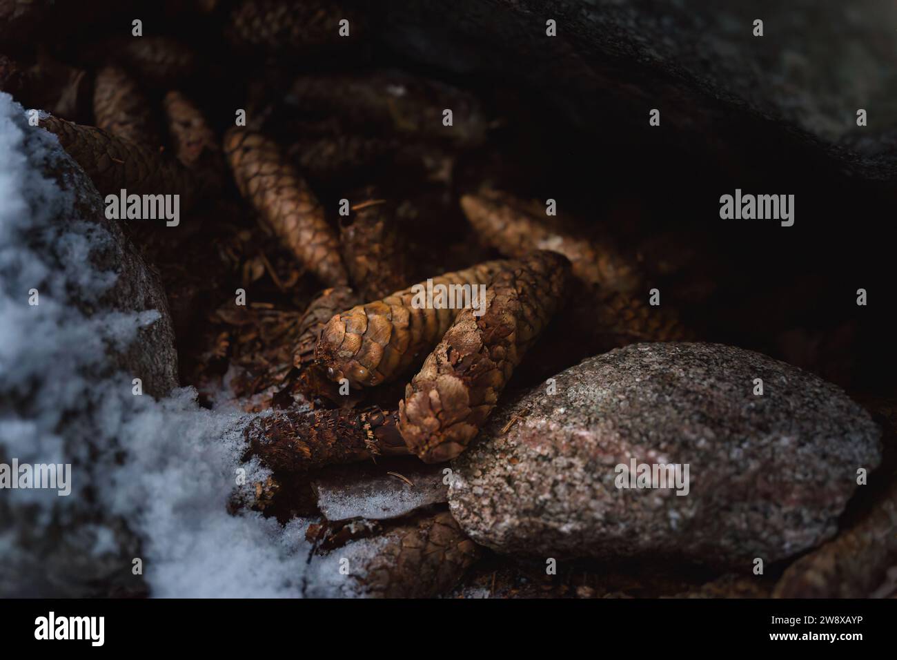 Kiefernzapfen versteckt sich im Winter unter dem Felsen, Nahaufnahme Stockfoto