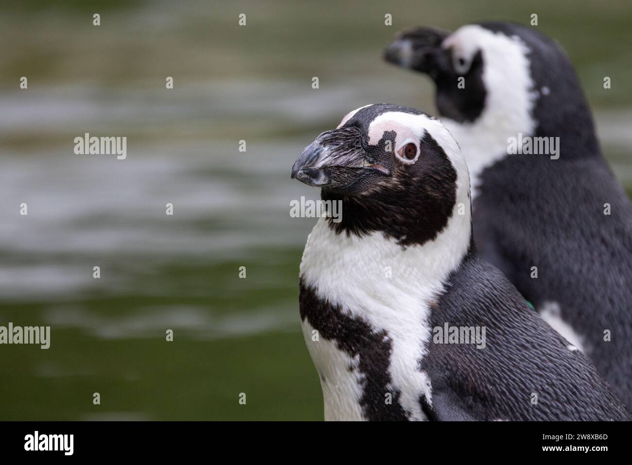 Das Bild zeigt zwei afrikanische Pinguine, die nebeneinander stehen. Ihr schwarz-weißes Gefieder steht im Kontrast zum weichen, grünlichen Wasser im Hintergrund. Der Pinguin im Vordergrund blickt mit einem kontemplativen Blick in die Ferne, während sein Begleiter im Profil erscheint und der Szene Tiefe verleiht. Die markanten Gesichtsmarkierungen und die schlanken Federn werden hervorgehoben und zeigen die Eleganz dieser Seevögel. Dieser Moment spiegelt die soziale Natur der Pinguine und ihre Bindung innerhalb ihrer Kolonie wider. Nachdenkliches Pinguin-Paar. Hochwertige Fotos Stockfoto