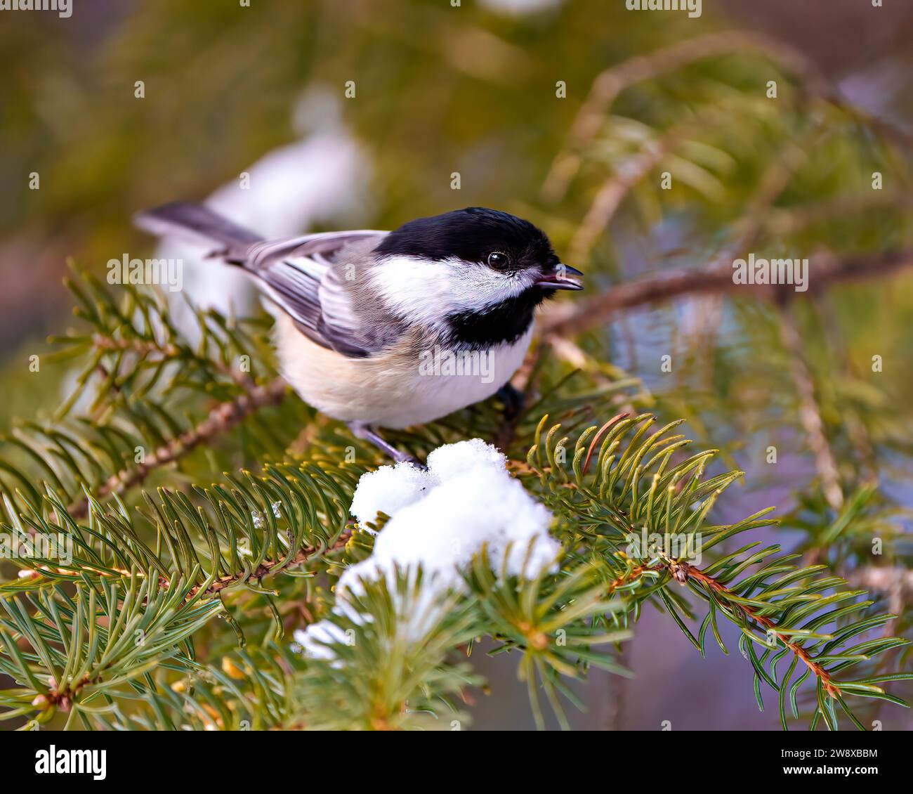 Nahansicht eines Chickadee-Profils auf einem Nadelbaumzweig mit Schnee in seiner Umgebung und Umgebung. Weihnachtskartenbild. Stockfoto