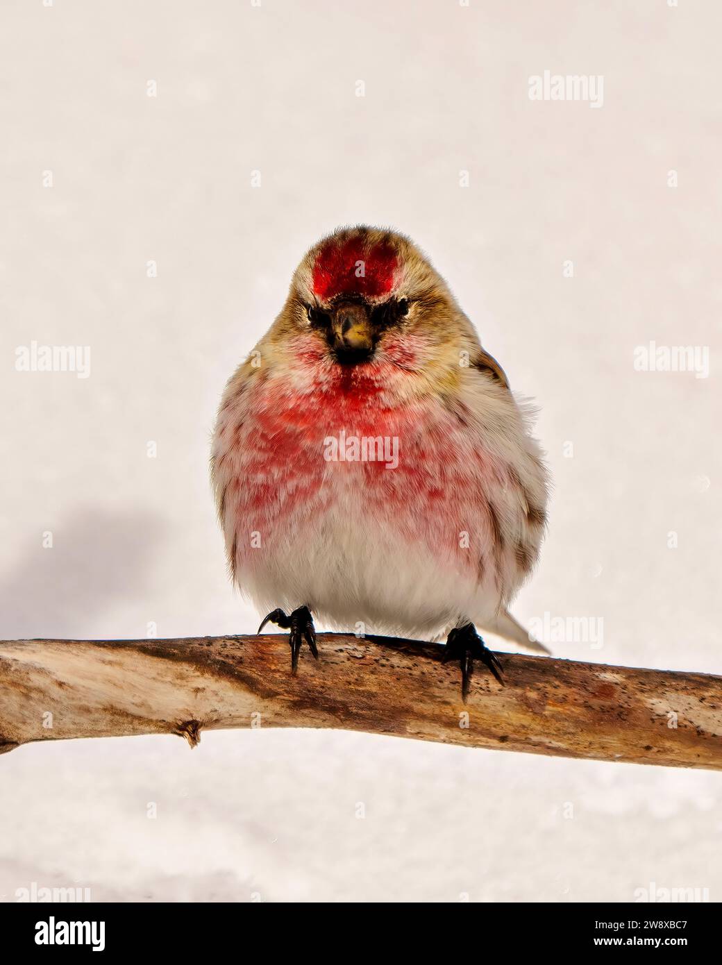 Nahaufnahme eines roten Umfrageprofils in der Wintersaison mit Blick auf die Kamera mit weißem Hintergrund in der Umgebung und im Lebensraum Stockfoto