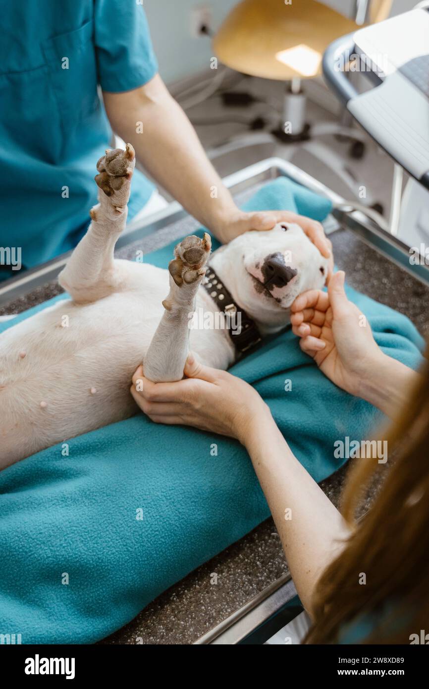 Tierärzte untersuchen auf dem Tisch liegenden Hund in der Klinik im Krankenhaus Stockfoto