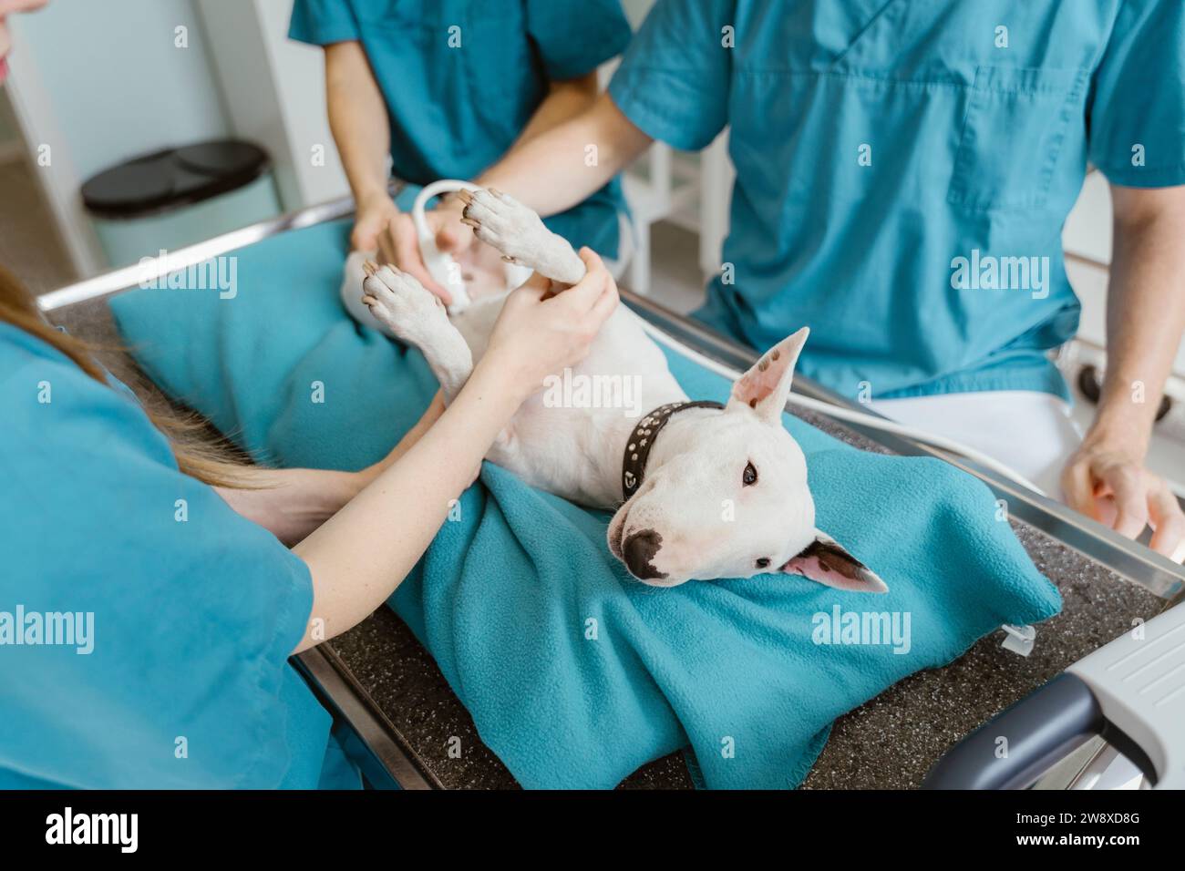 Bullterrier liegt auf dem Untersuchungstisch, während der Arzt Ultraschall in der Klinik im Krankenhaus durchführt Stockfoto