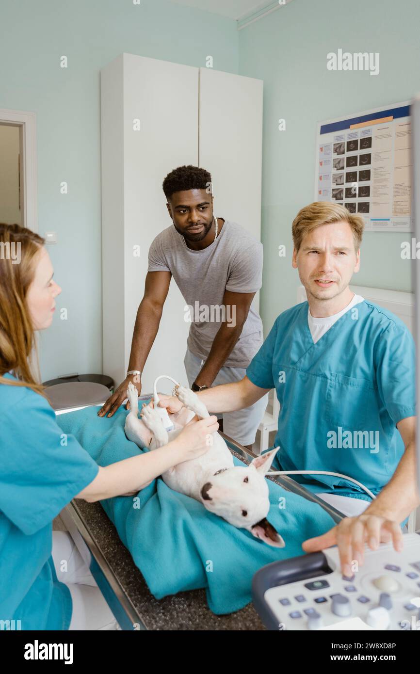 Männlicher Besitzer, der sich den Arzt anschaut, der Ultraschall am Bullterrier im Tierkrankenhaus durchführt Stockfoto