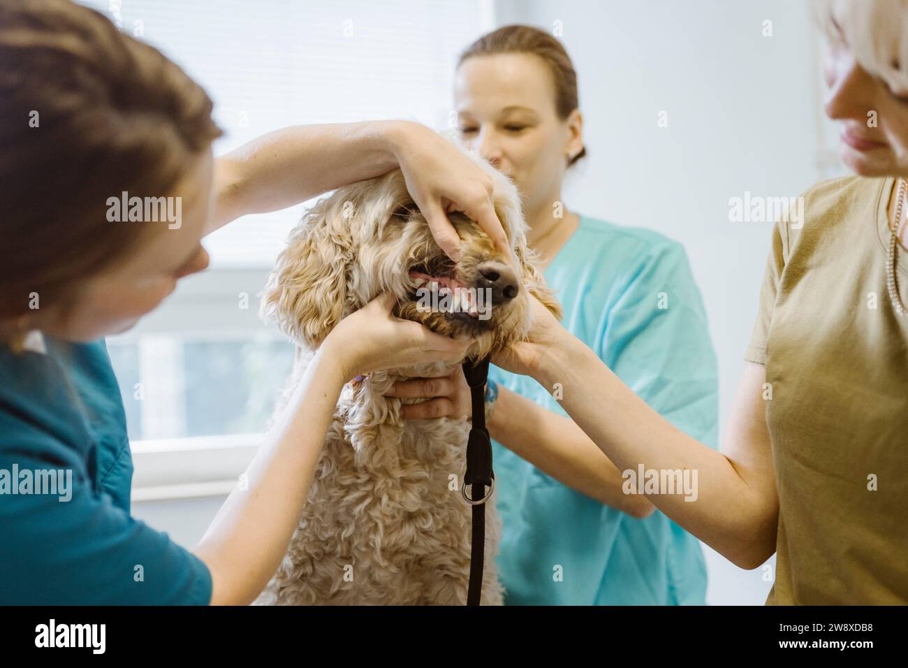 Tierärztin untersucht die Zahngesundheit des Hundes in der medizinischen Klinik Stockfoto