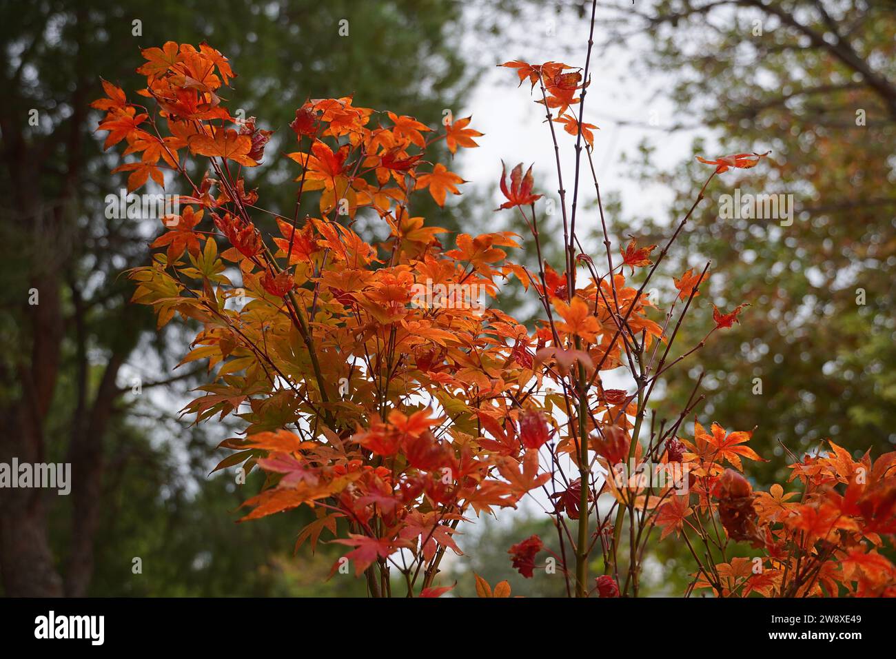 Japanischer Ahornbaum oder Acer palmatum rote Blätter im Herbst Stockfoto