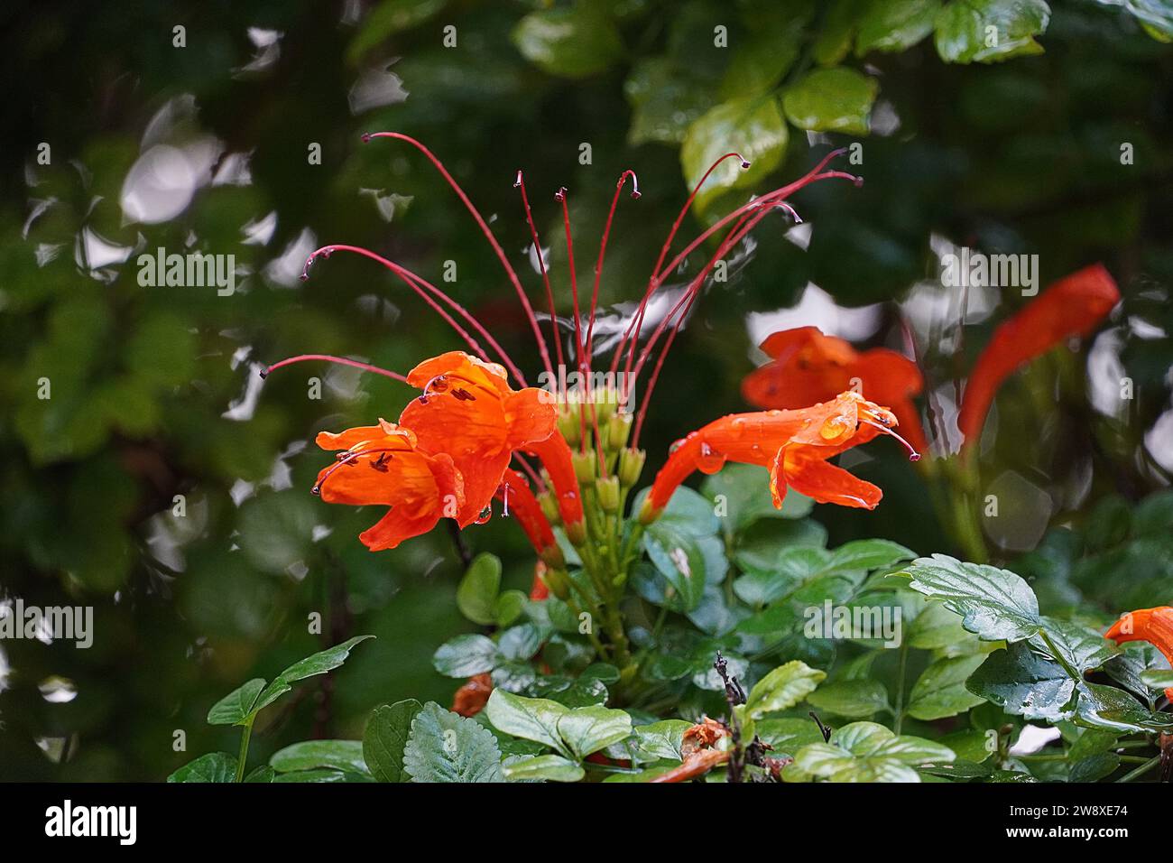 Cape Geißblatt oder Tecoma capensis nasse Orangenblüten, nach dem Regen Stockfoto