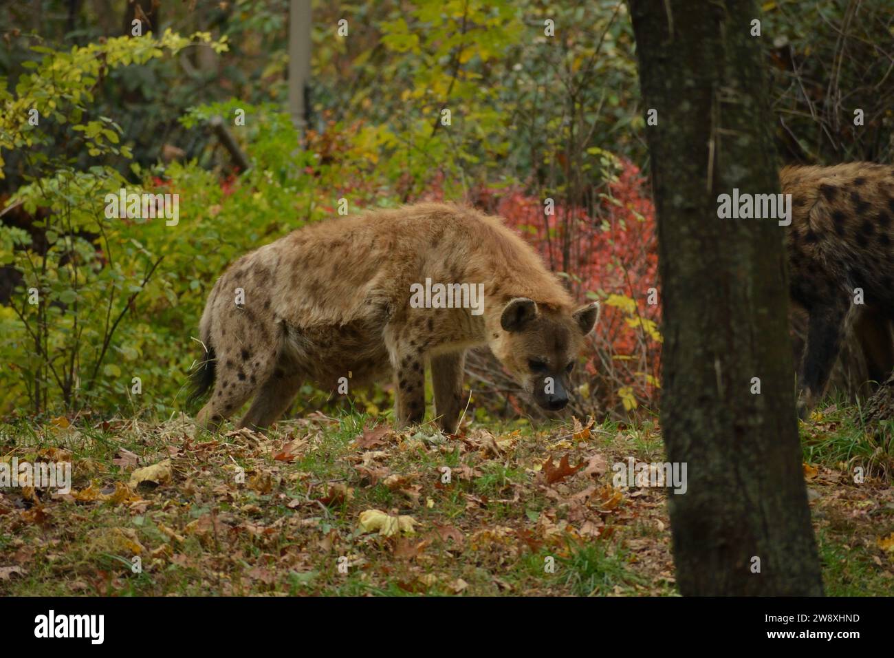 Bronx Zoo November 2023 Stockfoto